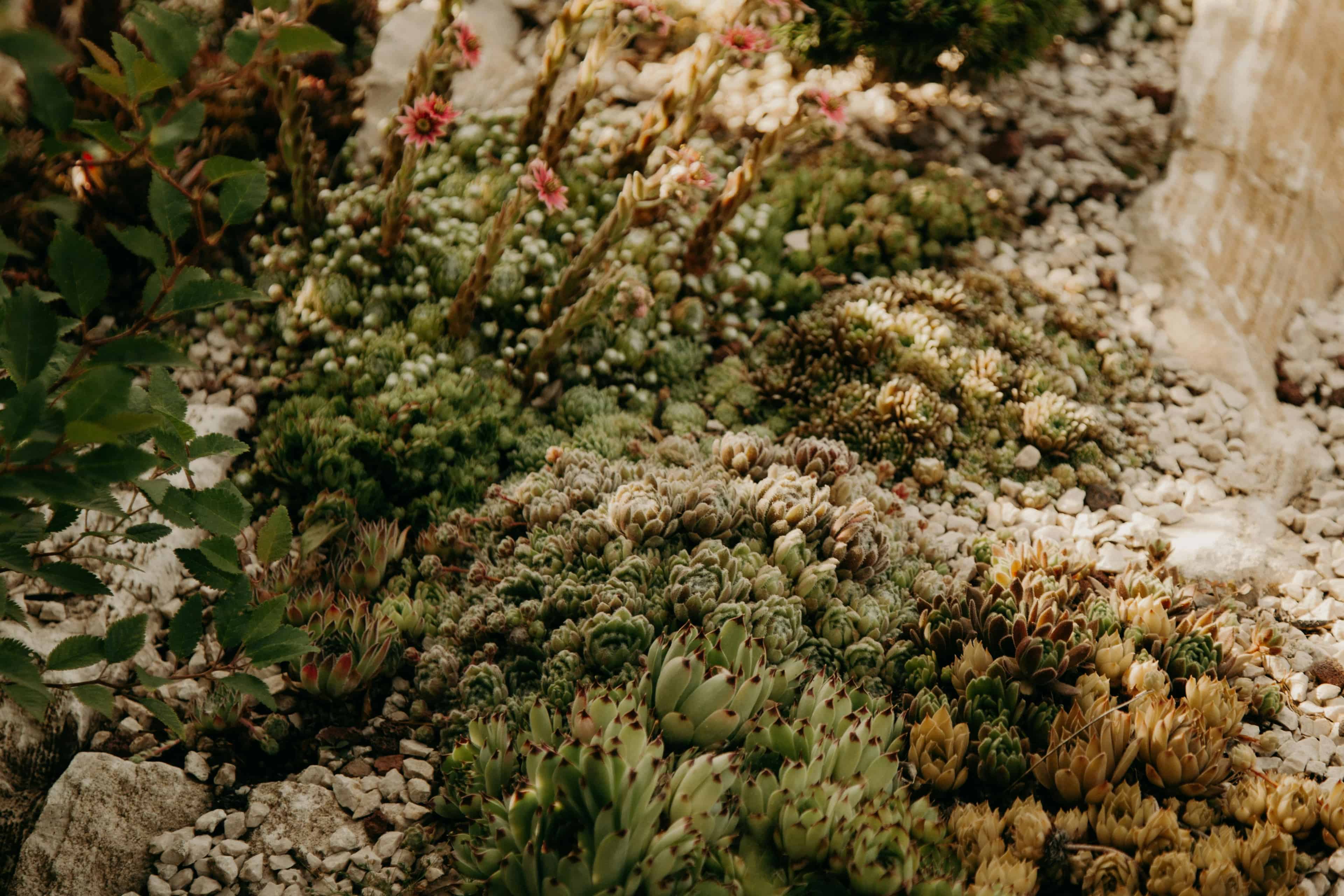 Xeriscaping and Water-wise Landscaping image