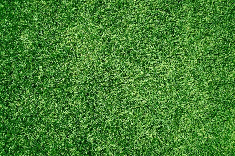 Artificial Turf  image