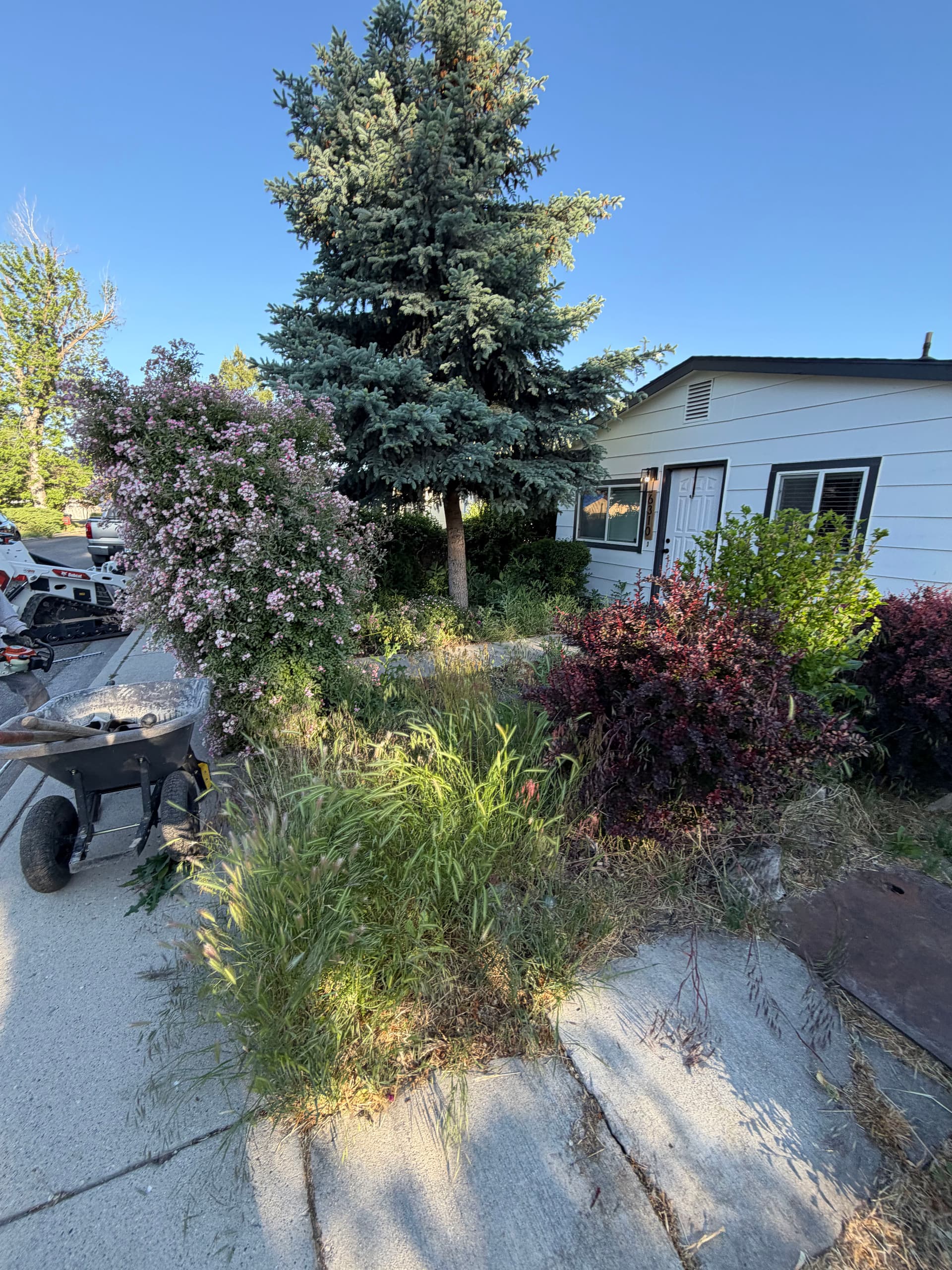Gallery photos for Overgrown Front Yard Gets Fresh Sod and a Clean Start: Image #3