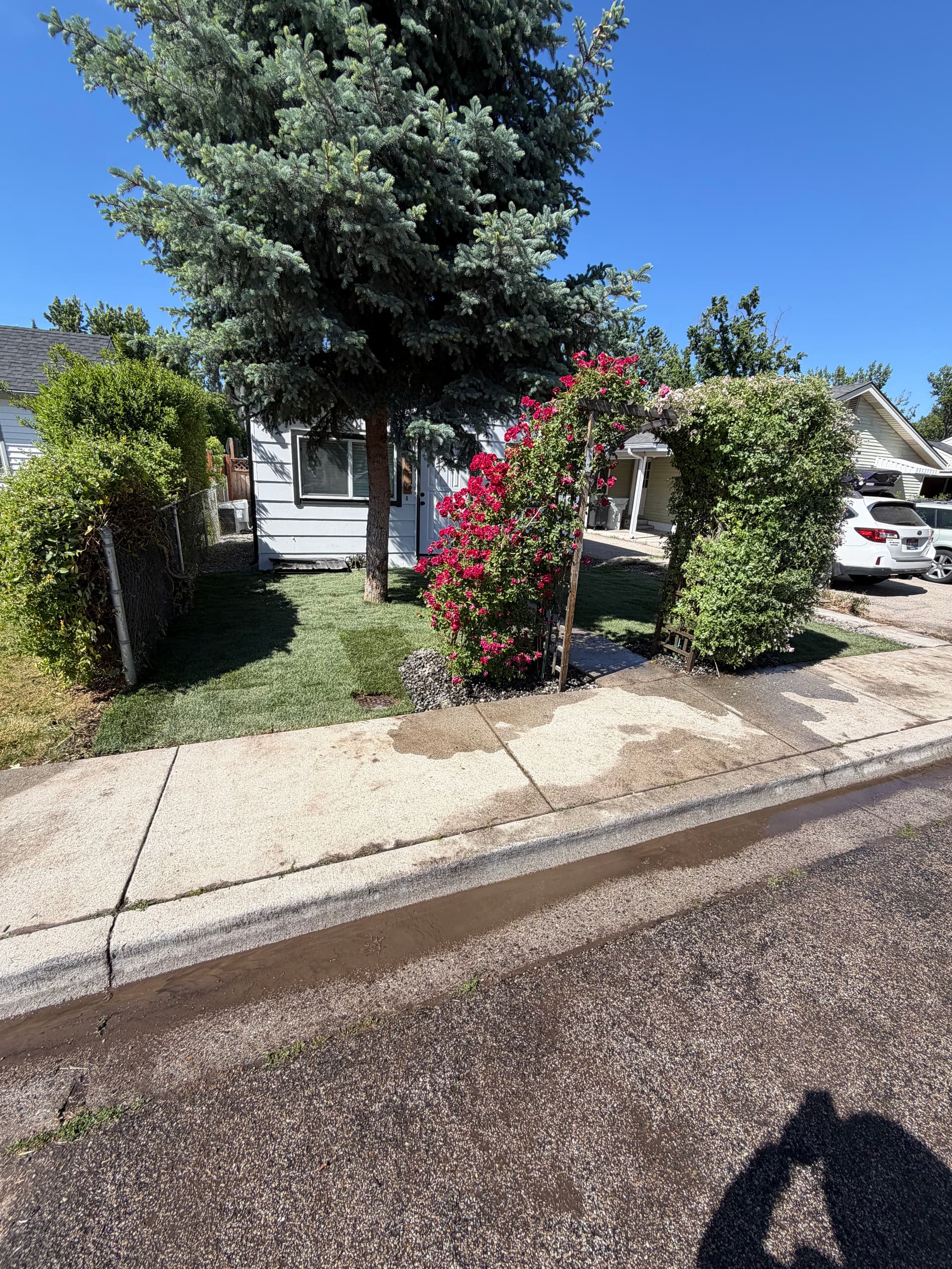Overgrown Front Yard Gets Fresh Sod and a Clean Start image