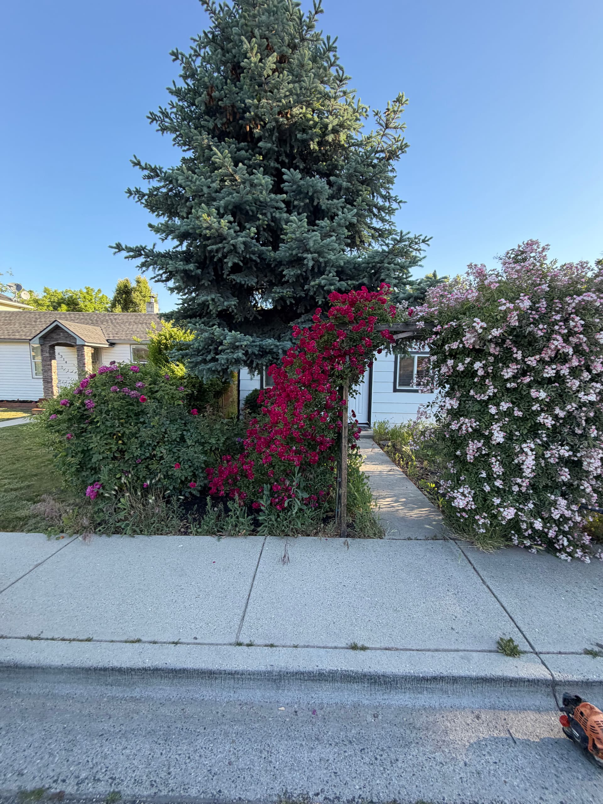 Gallery photos for Overgrown Front Yard Gets Fresh Sod and a Clean Start: Image #1