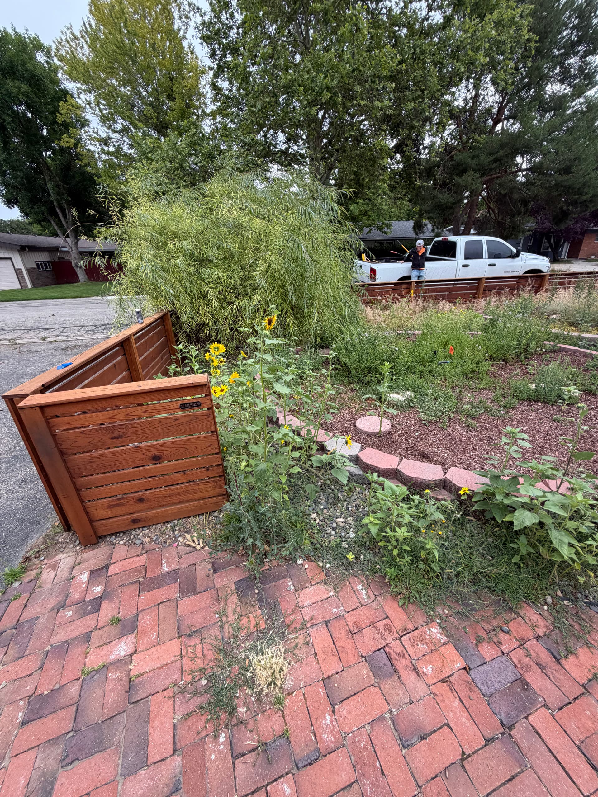 Gallery photos for From Overgrown Mess to a Clean, Usable Front Yard: Image #2